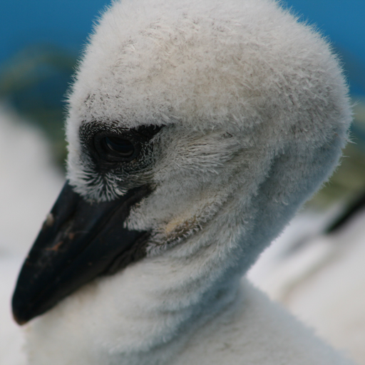 BirdMania - Madárpark